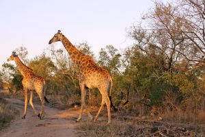 Zwei Giraffen beim Spaziergang durch den Kruger-Nationalpark