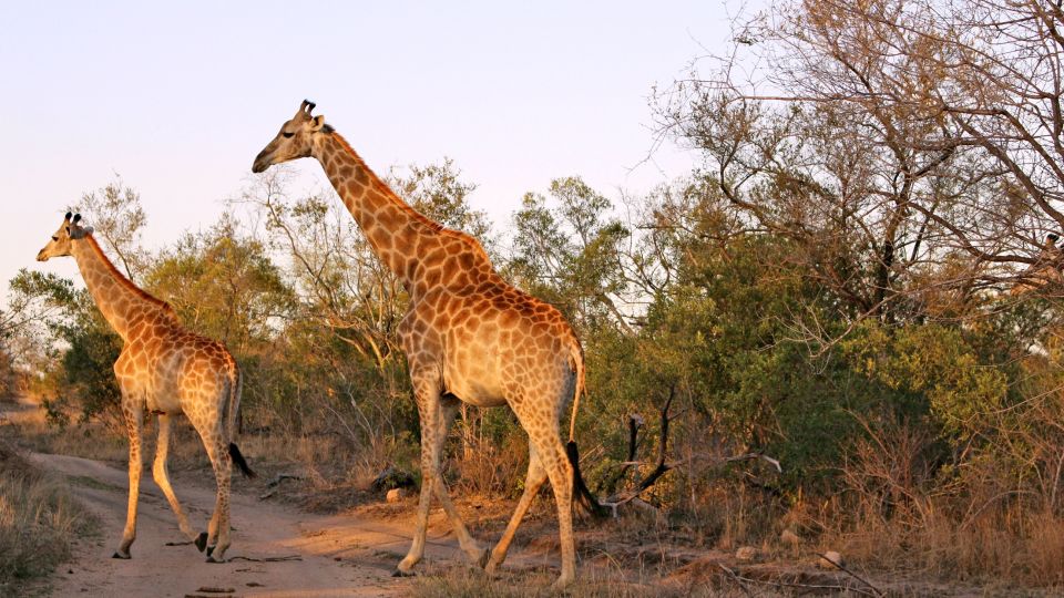 Zwei Giraffen beim Spaziergang durch den Krüger-Nationalpark