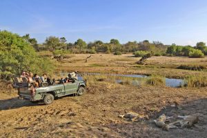 Safari-Begegnungen mit einem Löwenrudel im Krüger-Nationalpark