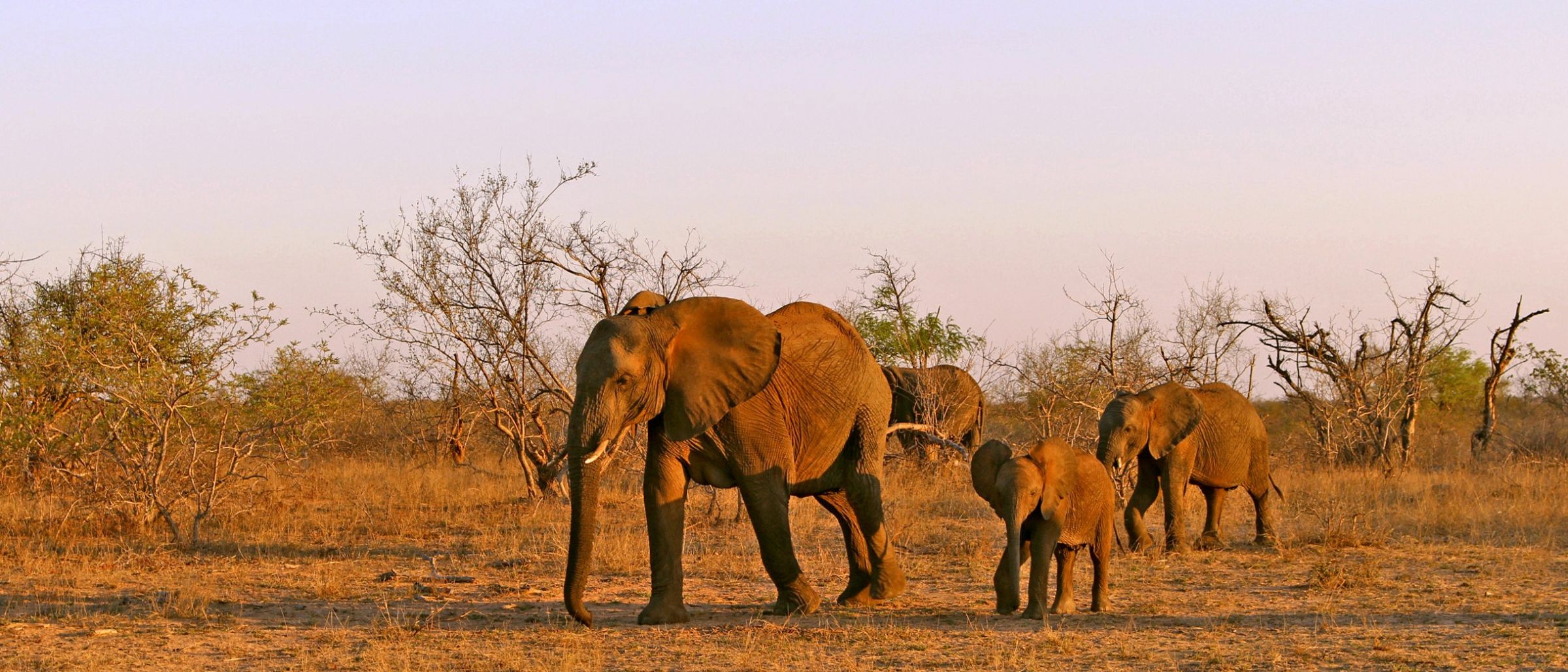Eine Elefantenfamilie im Krüger-Nationalpark