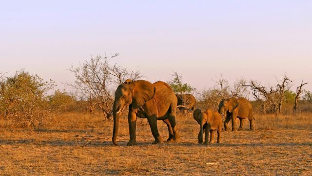 Eine Elefantenfamilie im Kruger-Nationalpark