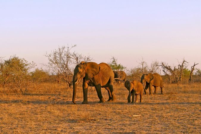 Eine Elefantenfamilie im Krüger-Nationalpark © Diamir