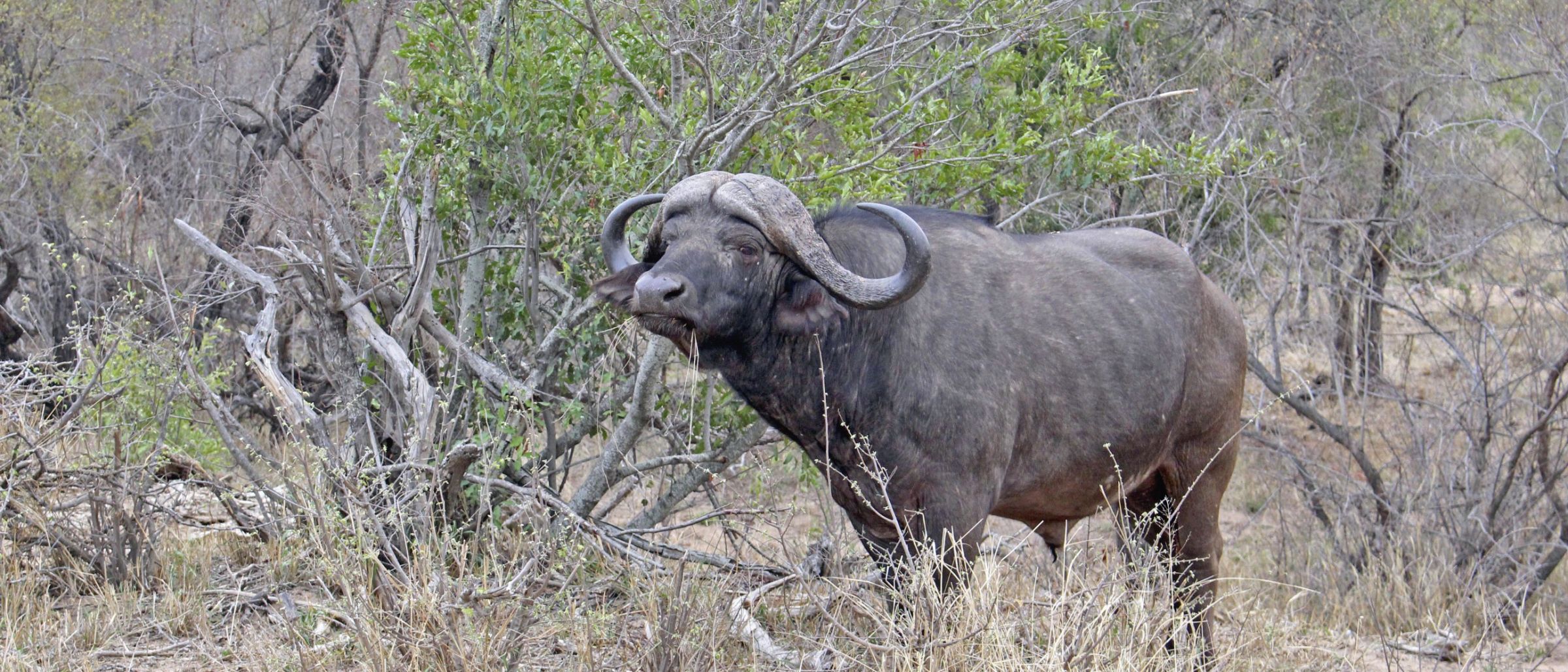Beeindruckender Kaffernbüffel in der Steppe des Krüger-Nationalparks