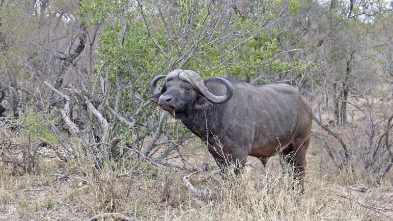Beeindruckender Kaffernbüffel in der Steppe des Krüger-Nationalparks