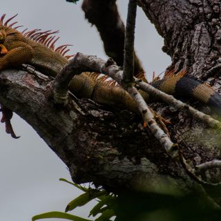 Ein Leguan entspannt sich im Baum