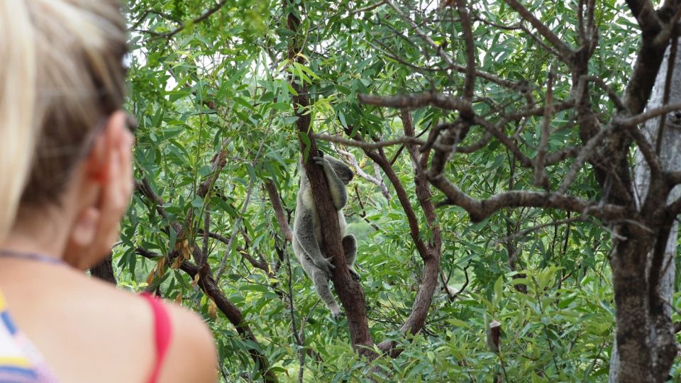 Koalas selbst in freier Natur aufspüren und beobachten! Deswegen allein lohnt ein Besuch auf Magnetic Island bereits…