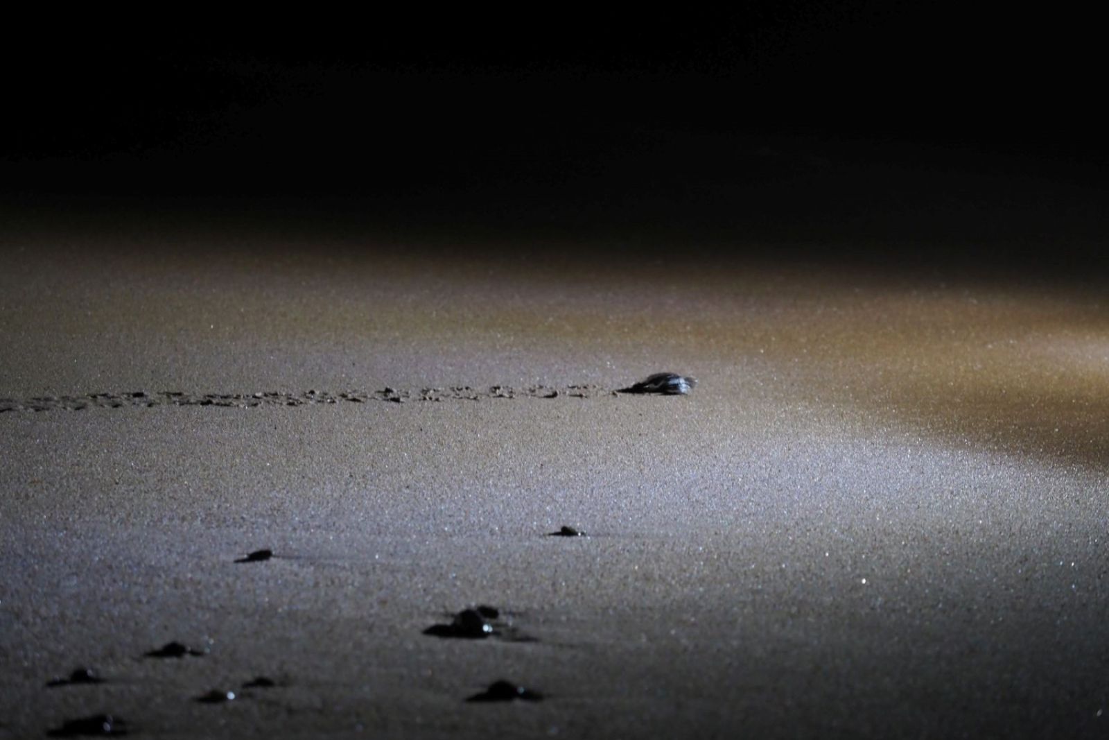 Nur mit Stirnlampe bewaffnet – Im Stockdunkel kann man die frisch geschlüpften Meeresschildkröten unter Anleitung beobachten, wie sie ihren Weg ins offene Meer und in die Freiheit finden. Gut geplant und Reservierungspflichtig!
