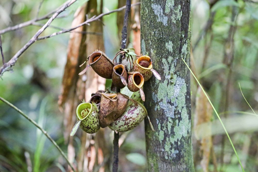 In den Wäldern Borneos