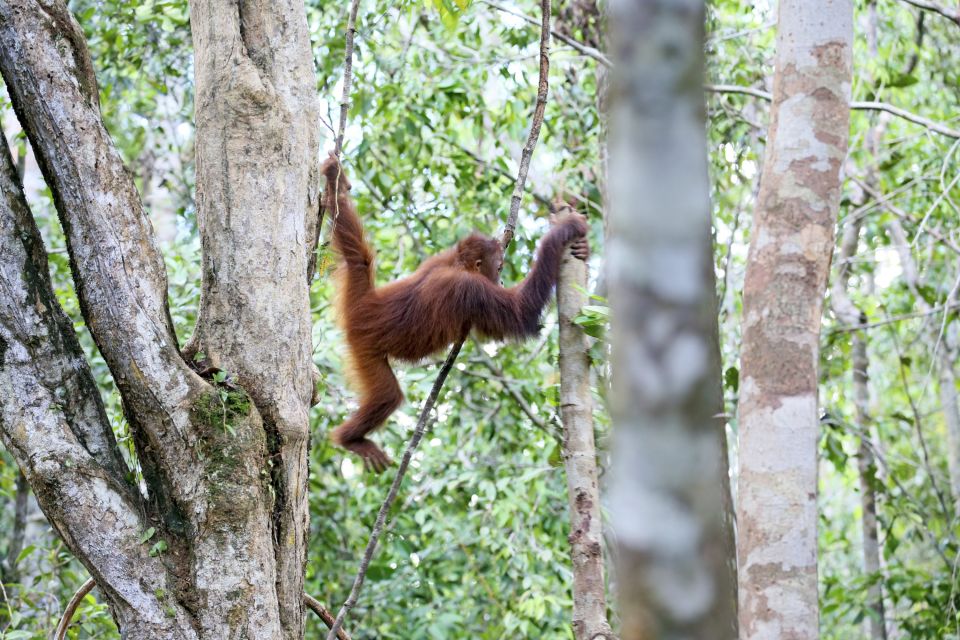 Ein Orang-Utan schwingt von Baum zu Baum