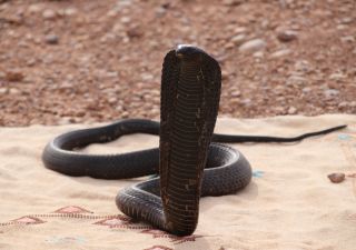 Eine junge marrokansiche schwarze Kobra