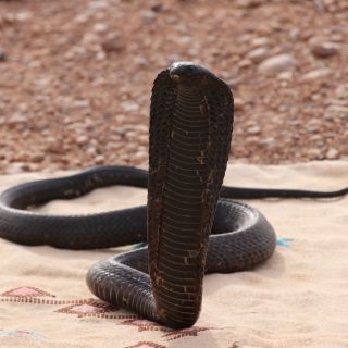 Eine junge marrokansiche schwarze Kobra