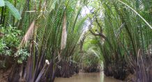Wasserkokosnuss gesäumte Kanäle im Mekong-Delta