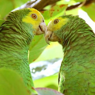 Papageien im Washington Slagbaai Nationalpark