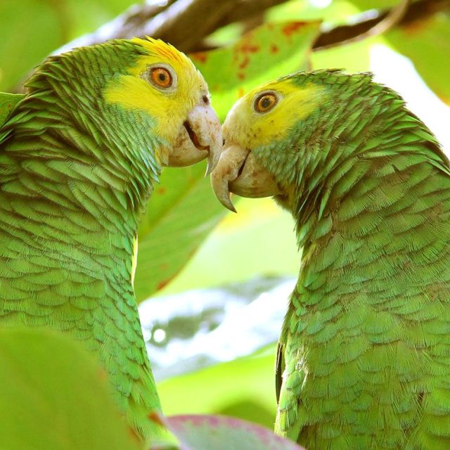 Papageien im Washington Slagbaai Nationalpark