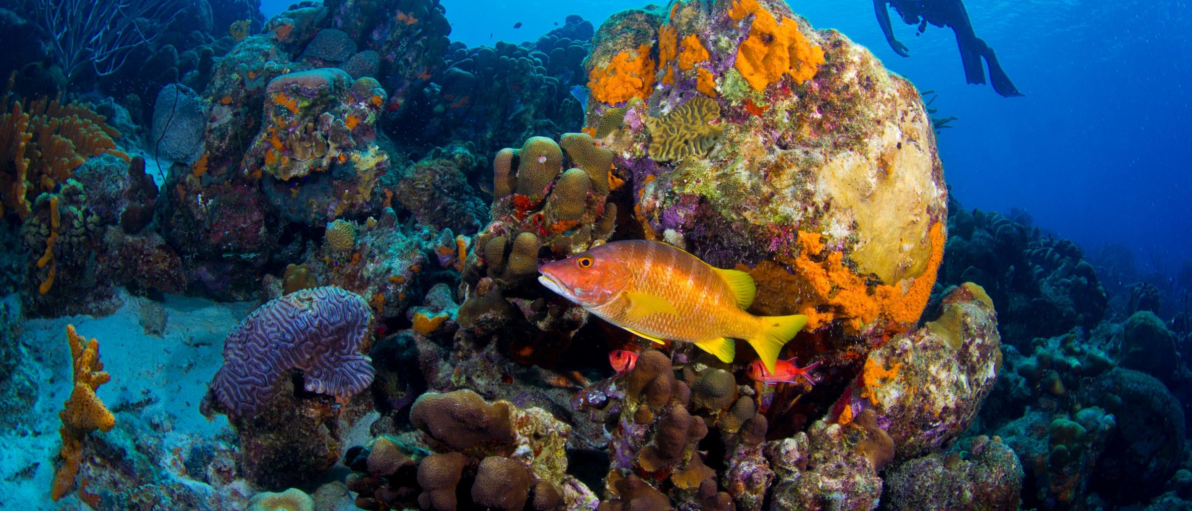 Die schillernde Unterwasserwelt von Bonaire