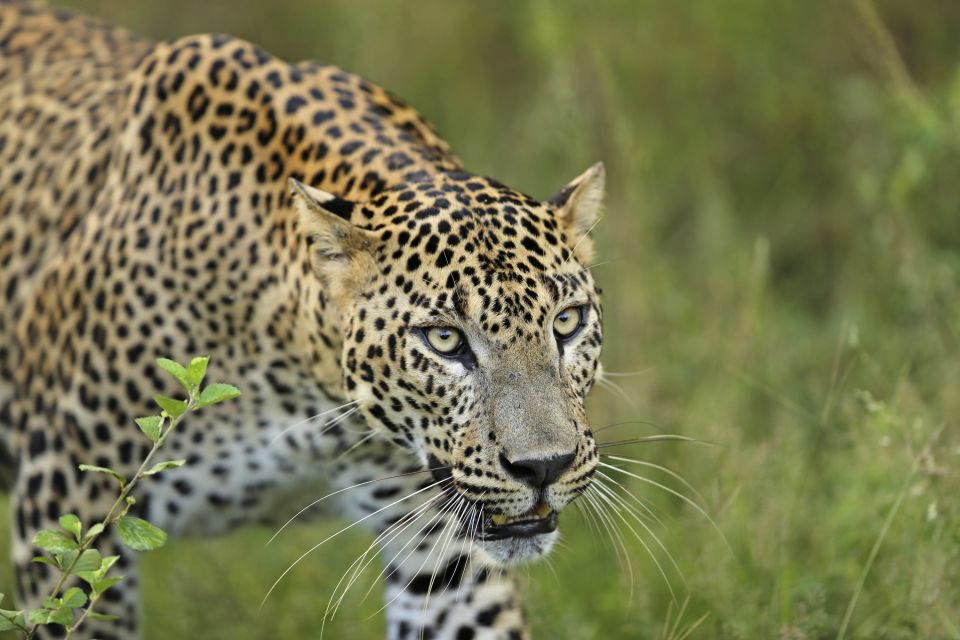 Der König des sri-lankischen Dschungels: Leopard im Yala-Nationalpark