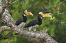 Hornvögel im Kumana-Nationalpark