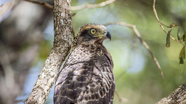 Adler im Wilpattu-Nationalpark