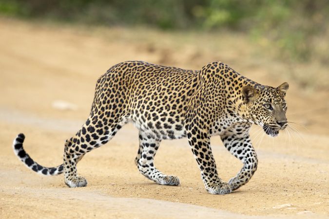 Leopard im Yala-Nationalpark © Diamir