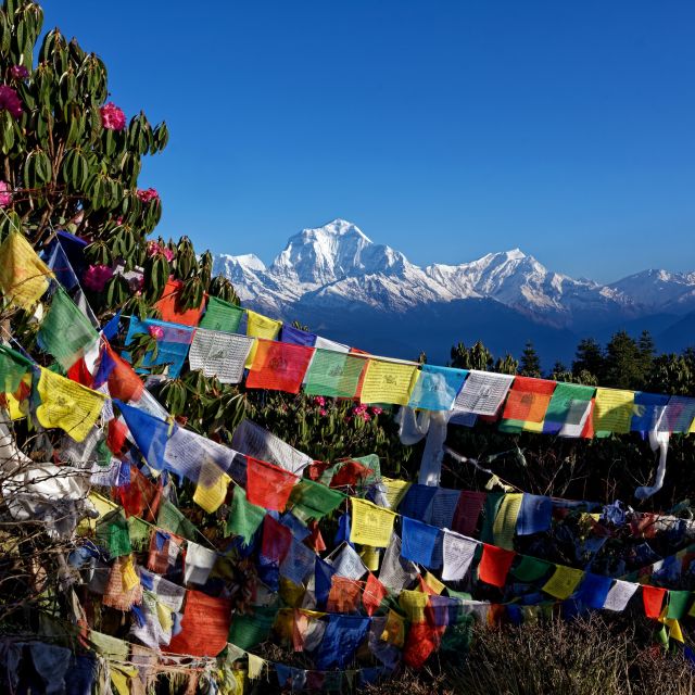 Farbkontraste auf dem Poon Hill (3210 m) in der Annapurna-Region