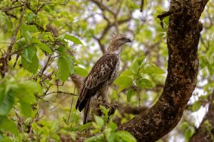 Adler im Chitwan-Nationalpark