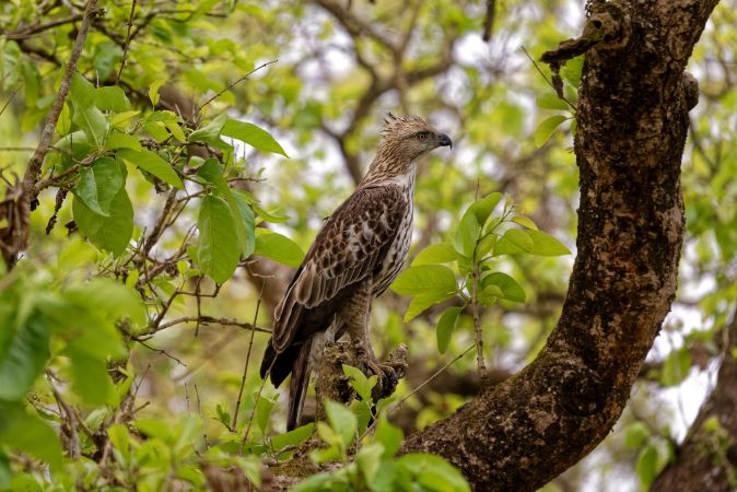 Adler im Chitwan-Nationalpark © Diamir