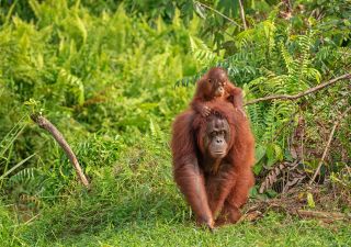 Orang-Utan im Regenwald von Borneo