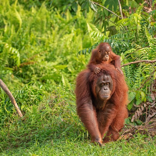 Orang-Utan im Regenwald von Borneo