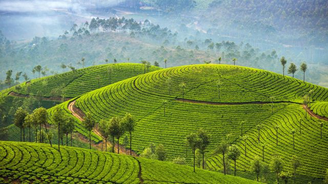 Teeplantagen in Munnar im indischen Bundesstaat Kerala