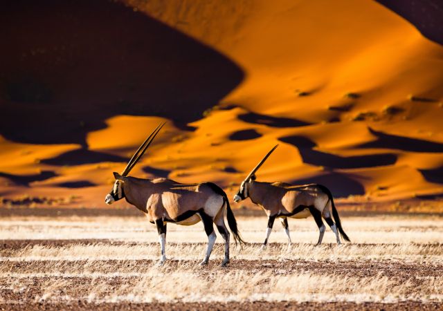 Oryx-Antilopen im Sossusvlei