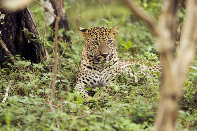 Leopard im Wilpattu-Nationalpark