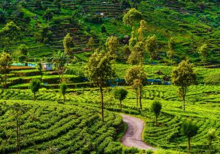 Tee-Plantagen bei Haputale