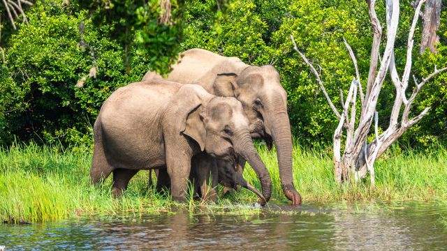 Elefanten im Nationalpark in Sri Lanka