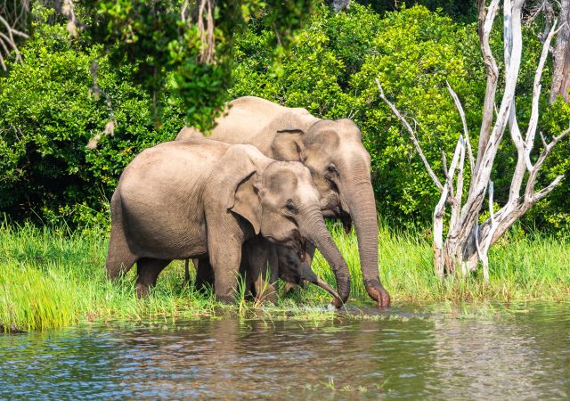 Asiatische Elefanten im Yala Nationalpark