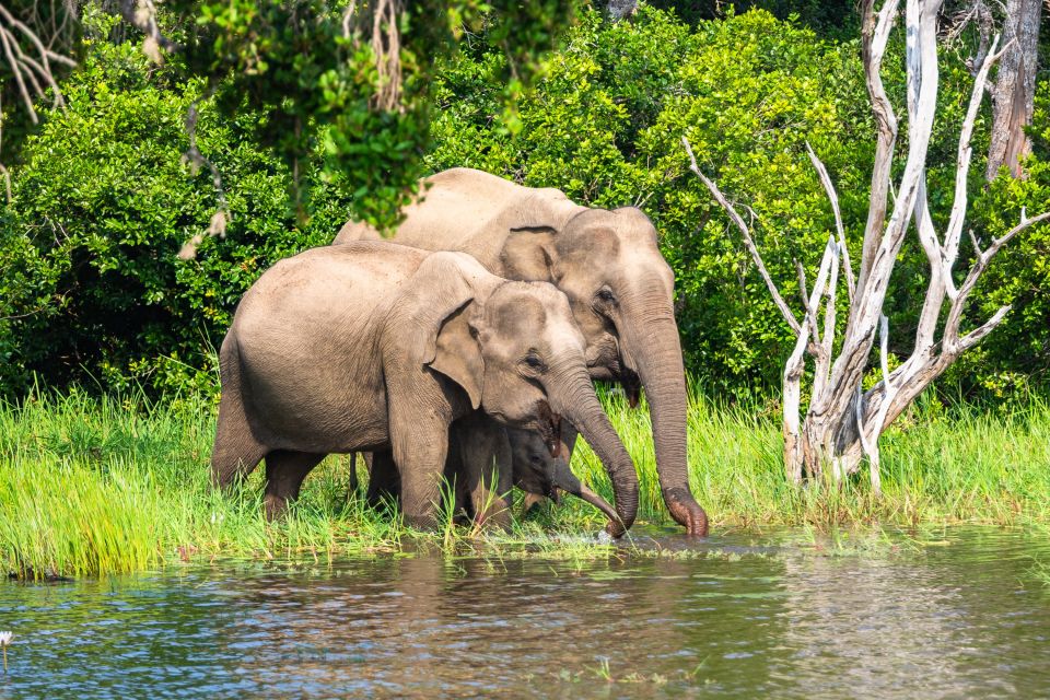 Asiatischer Elefant im Yala Nationalpark