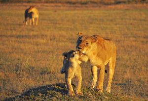 Löwenmutter und ihr Junges im Sonnenaufgang im Moremi-Wildreservat