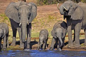 Elefanten stillen ihren Durst am Ufer des Chobe-Flusses