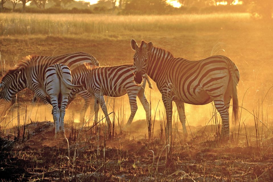 Zebras im Licht der untergehenden Sonne