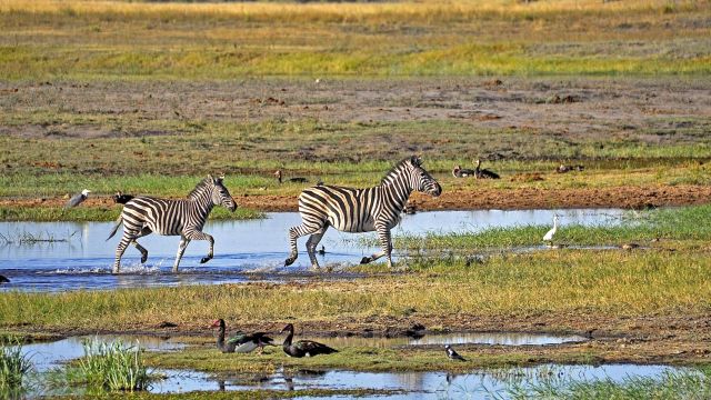 Zebras überqueren den Fluss im Chobe NP