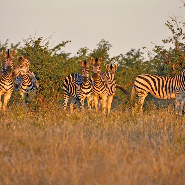 Abendstimmung bei der Zebrafamilie im Bushman Plains Camp, Okavango-Delta