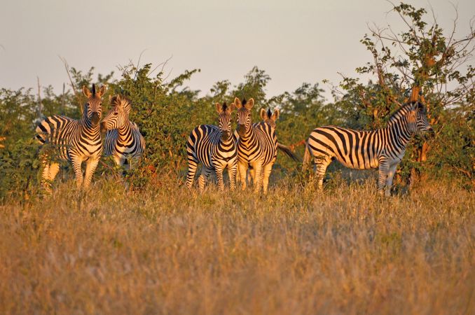 Abendstimmung bei der Zebrafamilie im Bushman Plains Camp, Okavango-Delta © Diamir