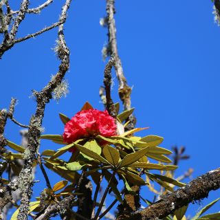 Rhododendron am Mt. Victoria