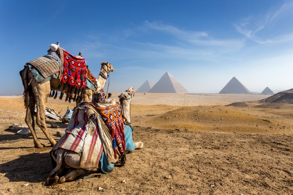 Kamele vor Pyramiden von Gizeh