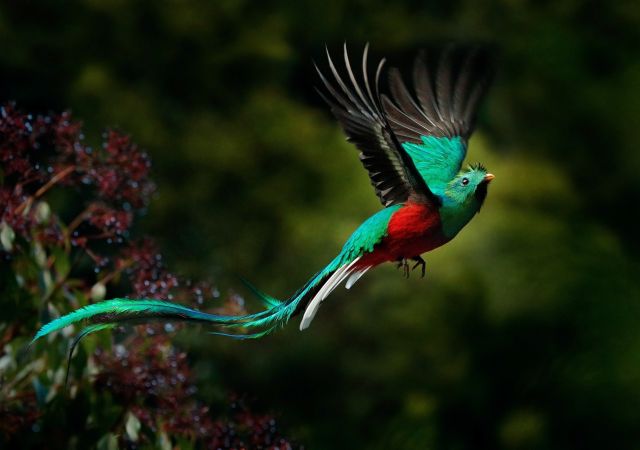 Quetzal, Savegre