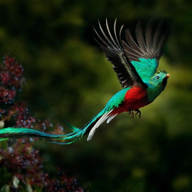 Quetzal, Savegre