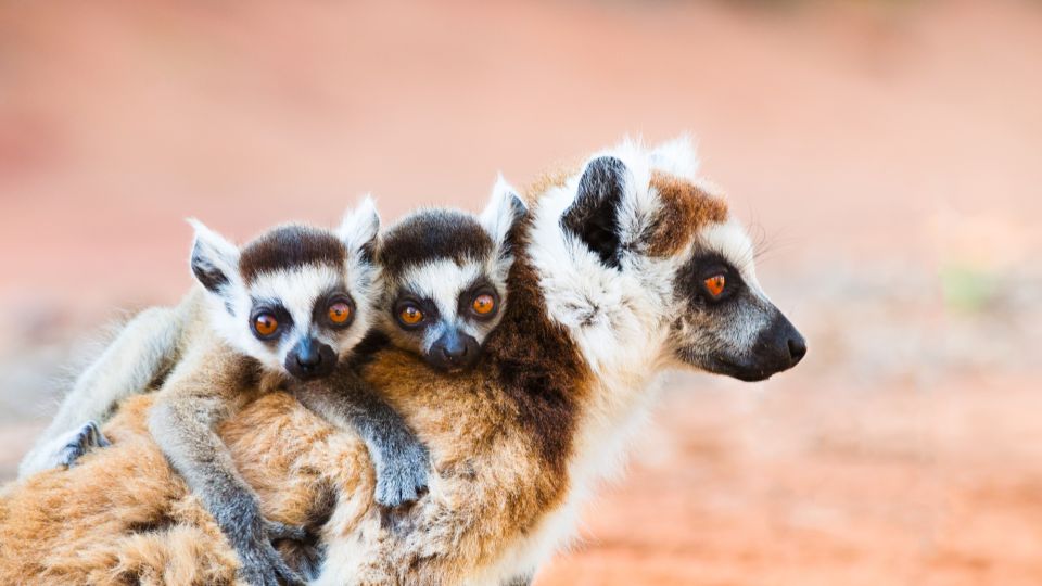 Lemuren im Berenty Nature Reserve
