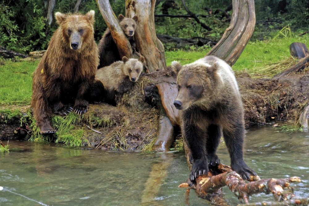 Bärenfamilie am Kurilensee