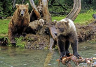 Bärenfamilie am Kurilensee