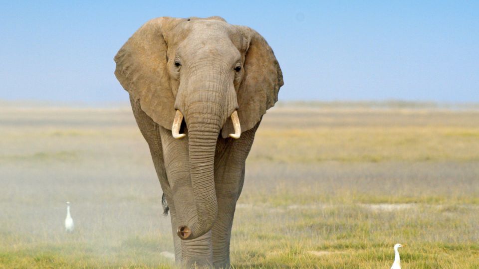 Elefant im Amboseli Nationalpark