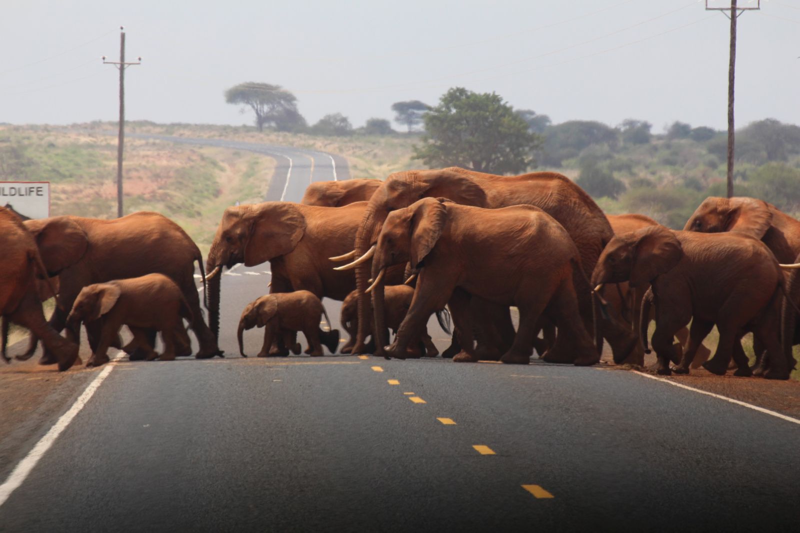KEN_2019_1SLA_Elephants-crossing-8.jpg